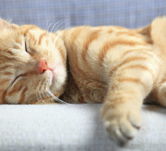 Cat asleep on sofa for Find Insurance NI blog