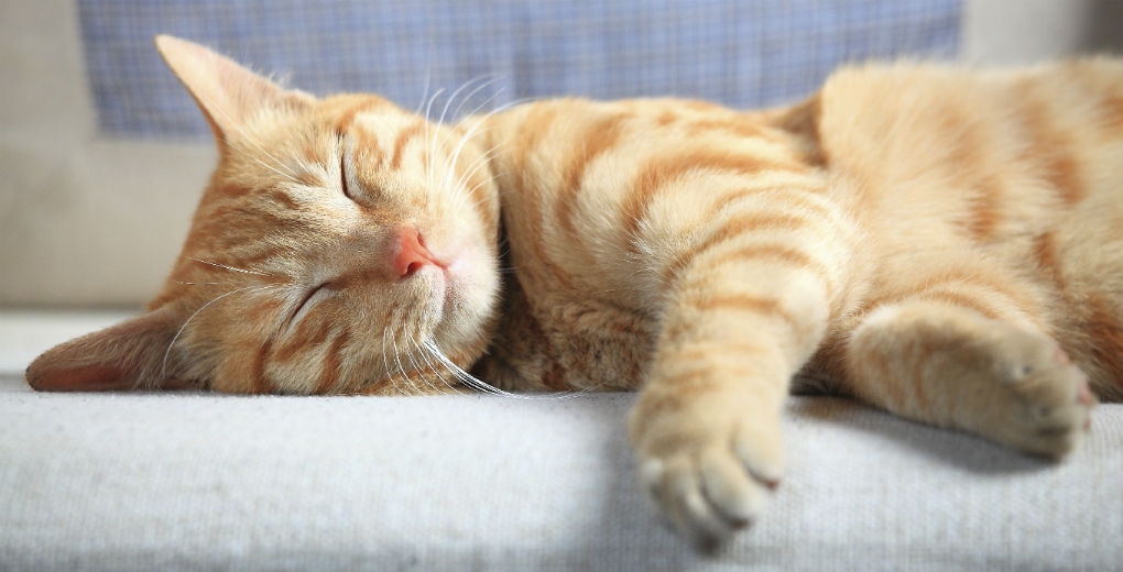 Cat asleep on sofa for Find Insurance NI blog
