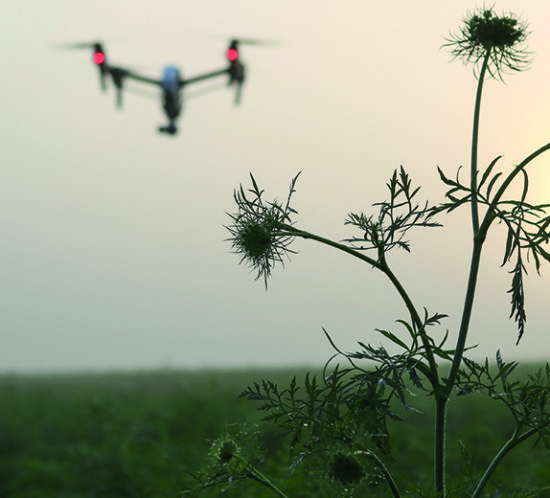 Drone flying through field for Find Insurance NI blog