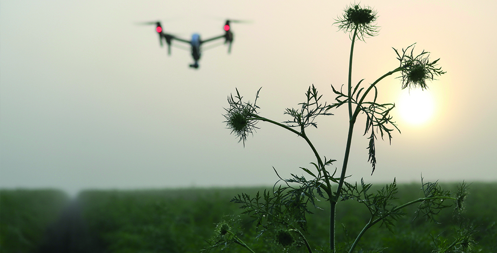 Drone flying through field for Find Insurance NI blog